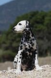 DALMATIEN 267